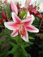 [4276 Paradero Mak No02.JPG]